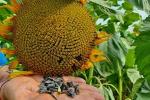 Технологичный кондитерский подсолнечник КЕЛВИН – 696 для стабильного урожая в сложных климатических условиях